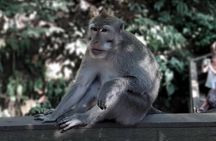 Best of Ubud - All Inclusive