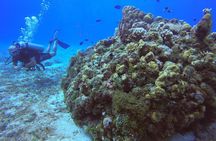 1 Tank Guided Shore Dive