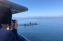 Whale Watching Charters and Bear search through Icy Strat Alaska