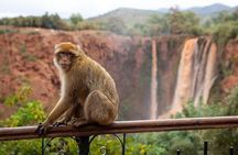 Day trip to Ouzoud waterfalls from Marrakech