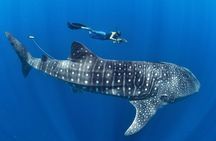 Whale Shark Encounter & Sumilon Sandbar & Canyoneering in Kawasan Falls