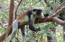 Jozan forest tour