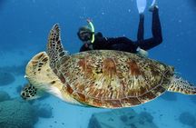Full Day Snorkel the Great Barrier Reef - From Hamilton Island