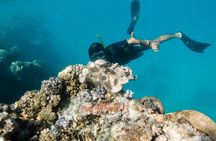 Full Day Snorkel the Great Barrier Reef - From Hamilton Island