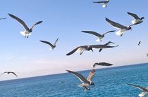 Trip To Dolphin House and Banana Boat Fun from Hurghada 