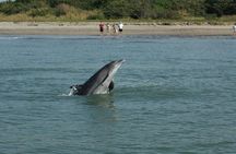 Dolphin Encounter