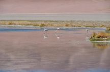 Puna Salt Flats - Full Day Tour - San Pedro de Atacama - Must Visit