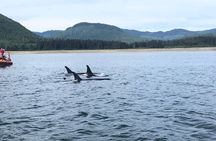 Whale Watching Charters and Bear search through Icy Strat Alaska