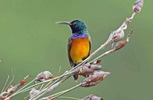 Birdwatching in Cape Town