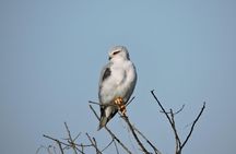 Birdwatching in Cape Town