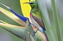 Birdwatching in Cape Town