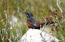 Birdwatching in Cape Town