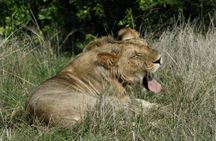 3 Days(2 nights) Tsavo East Tour & Saltlick (Cost based on minimum 2 persons)