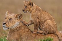 4 days Maasai Mara-Nakuru Mid-Range