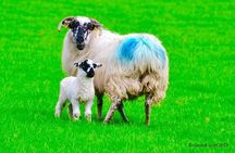The Best Two Day Tours in Ireland: The Ring of Kerry and Dingle Slea Head Tours 