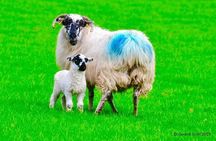 Luxury Photography Day Tour on Ring of Kerry and Skellig Ring - Fully Guided and Chauffeured