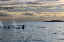 Sunset kayak tour to Rangitoto Island