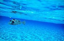 8-Hour Private 40' Yacht 2-Stop Tour to Palancar Beach w/ Food, Drinks & Snorkel