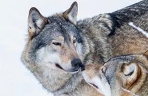 Ranua Wildlife Park Day : Visit the Arctic Animals!