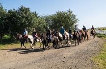 One-Hour Horseback Riding Tour in the Icelandic Countryside