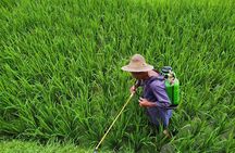 From Guilin/Yangshuo: Longji Rice Terraces and Ethnic Minority Village Day Tour