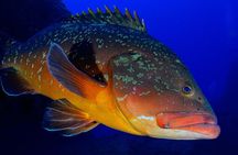 Scuba Diving Baptism in La Restinga
