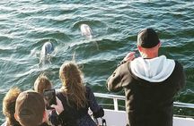 Panama City Beach Dolphin Cruise