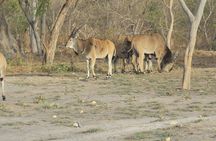 Safari To Fathala, Senegal