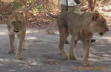 Safari To Fathala, Senegal