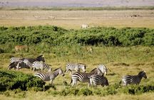 2 days Amboseli National Park Safari