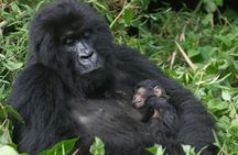 The Virunga Gorillas of Congo & The Nyiragongo Hike Tour (4 Days / 3 Nights)
