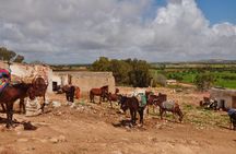 Essaouira Tour - Half day visit to berber market 