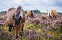New Forest Day Out Private Tour from Southampton