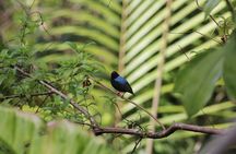 Individuelle Regenwald Tour 