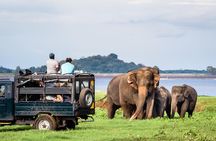 Minneriya Elephant Safari wth Sigiriya & Dambulla Cave Temples Full Day Tour