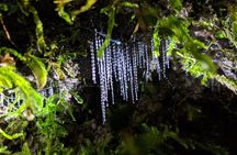 Nocturnal adventure Glow-worm tour