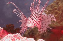 Extend your diving limits in 2 days - PADI Advanced Diver Course