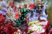 Bali Scuba Diving at Padang Bai for Certified Diver
