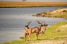 Chobe Day Trip from Victoria Falls