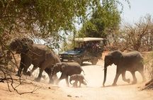 Chobe Day Trip from Victoria Falls