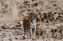 8 Days Golden Triangle Tour With Ranthambore Tiger Safari