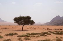 Wadi Rum: 4 Hour Highlights Tour
