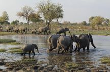 Moremi Hippo Mobile tented safari