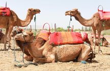 Berber Villages 3 Valleys & Camel ride Atlas Mountains Day Trip 