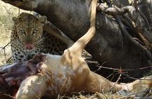 Authentic Safari