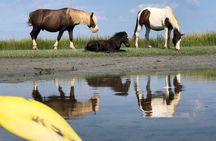 Guided Kayak Tour to see ponies, birds, dolphins and more