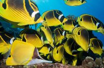 Maui Scuba Diving Introductory Lesson from Lahaina