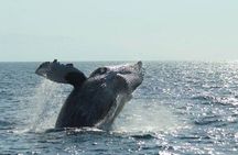 Whale Watching The Best Of Puerto Vallarta