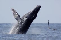 Whale Watching The Best Of Puerto Vallarta
