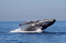Whale Watching The Best Of Puerto Vallarta
